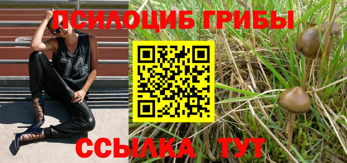 Псилоцибиновые грибы мицелий Всеволожск